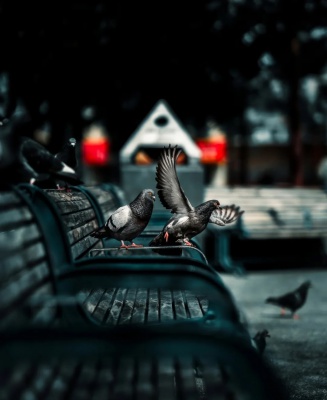 街头金色摄影主角